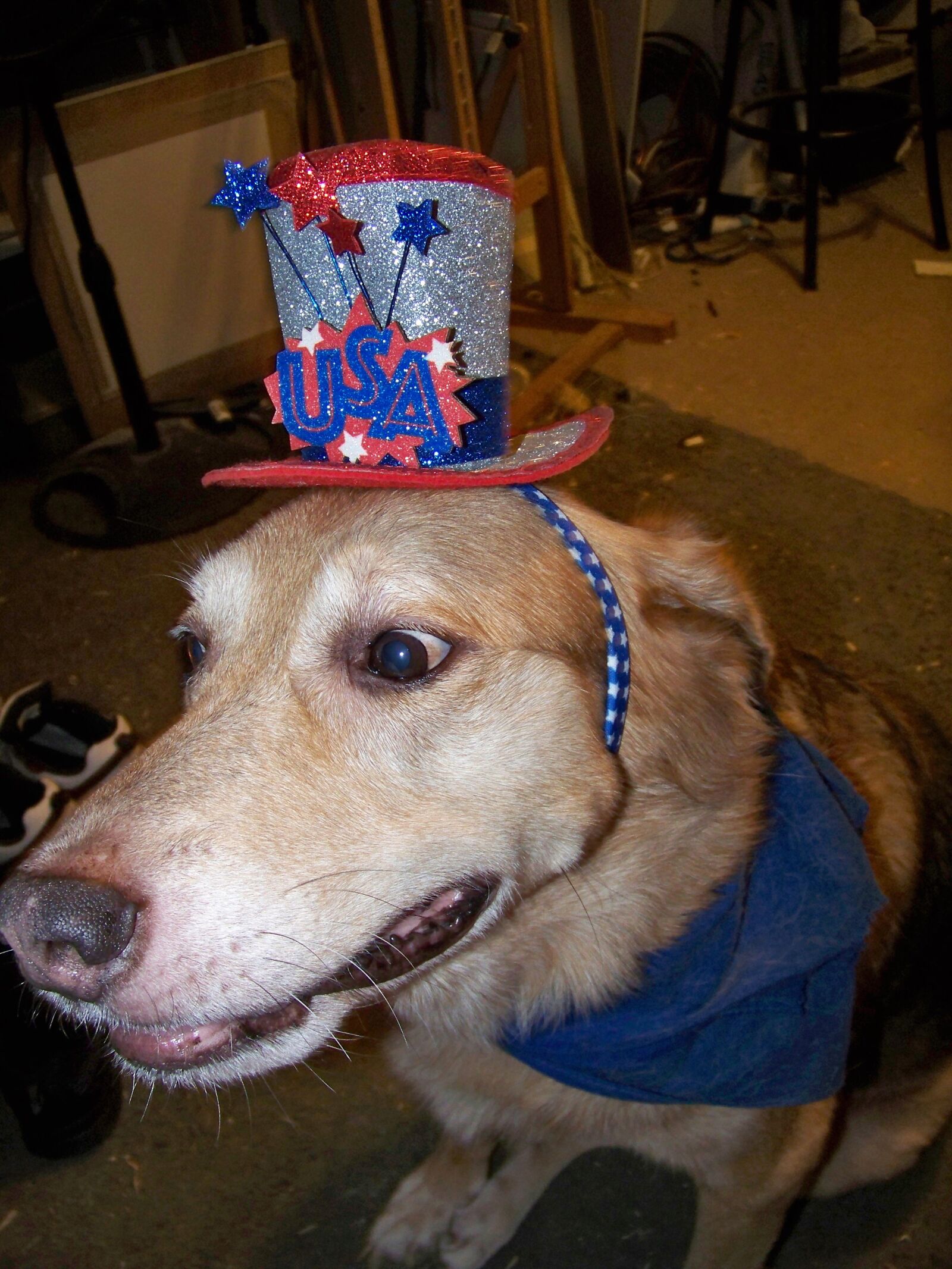 Kodak EASYSHARE Z1012 IS DIGITAL CAMERA sample photo. Dog2, golden, lab photography