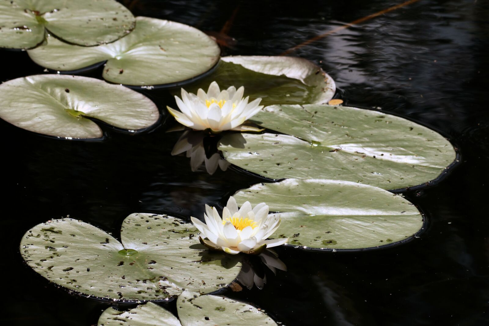 Canon EOS 750D (EOS Rebel T6i / EOS Kiss X8i) + Canon EF 70-300mm F4-5.6 IS USM sample photo. Water lily, pond, flowers photography
