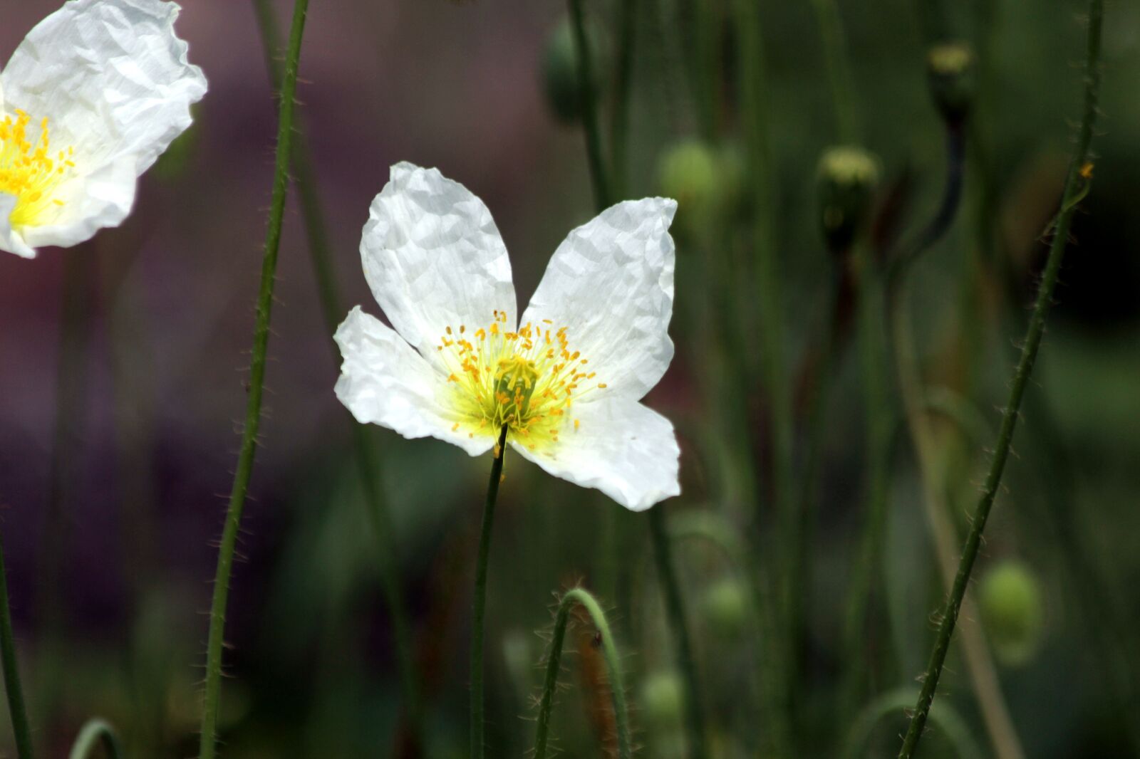 Canon EOS 650D (EOS Rebel T4i / EOS Kiss X6i) sample photo. Mack, flower, white poppy photography