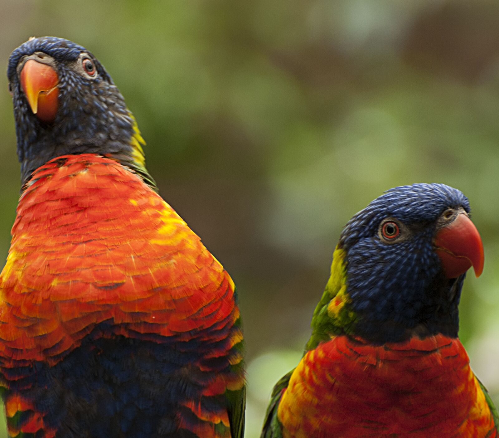 Nikon D80 sample photo. Birds, colorful, parrot photography