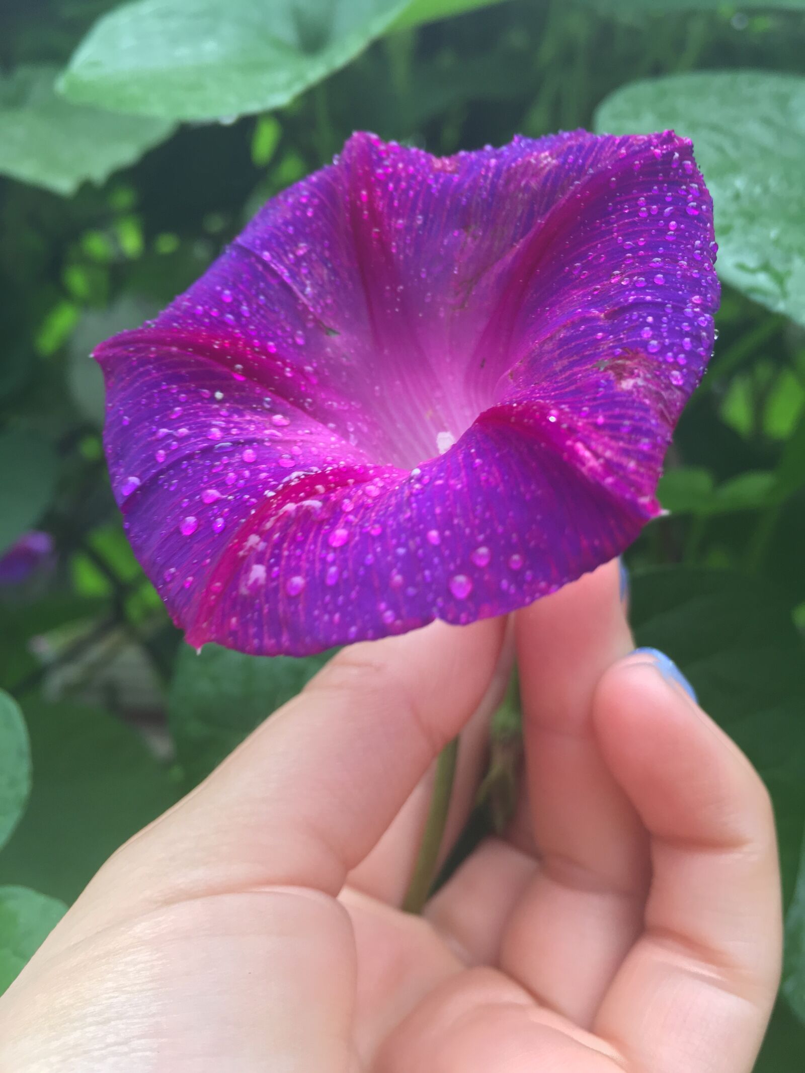 iPhone SE back camera 4.15mm f/2.2 sample photo. Morning glory, rain drop photography