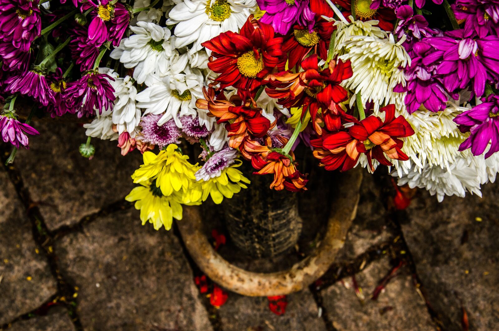 Nikon D7000 sample photo. Carriole, flowers, flower photography