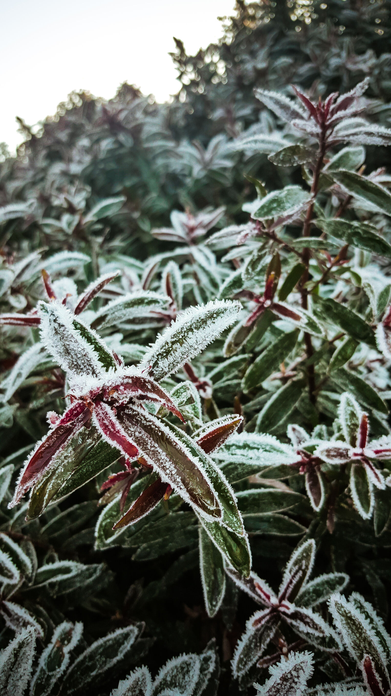 Samsung Galaxy Note5 sample photo. Frozen, nature, nature, best photography