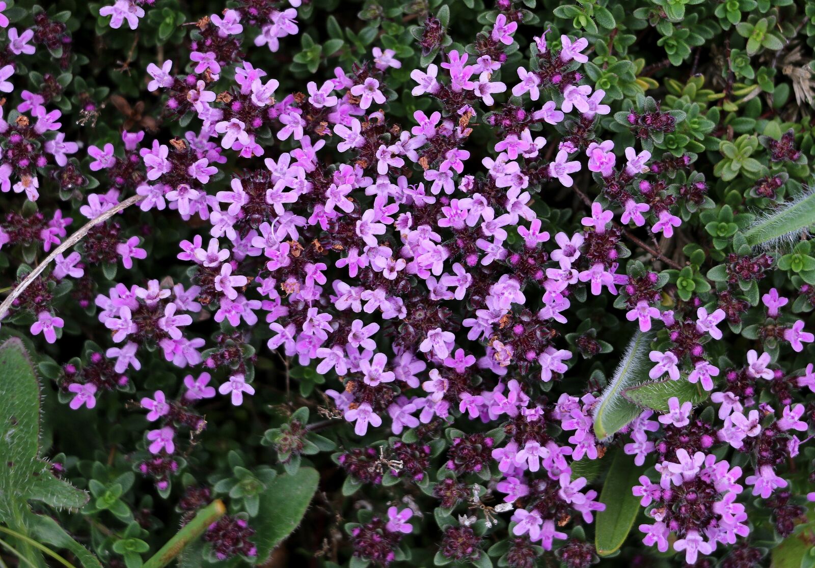 Canon EOS 70D sample photo. Serpollet of druce, flowers photography