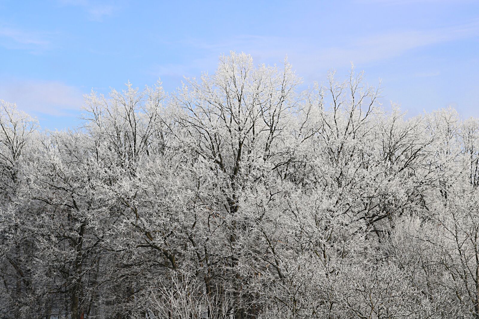 Canon EOS 750D (EOS Rebel T6i / EOS Kiss X8i) sample photo. Snow, landscape, frost photography
