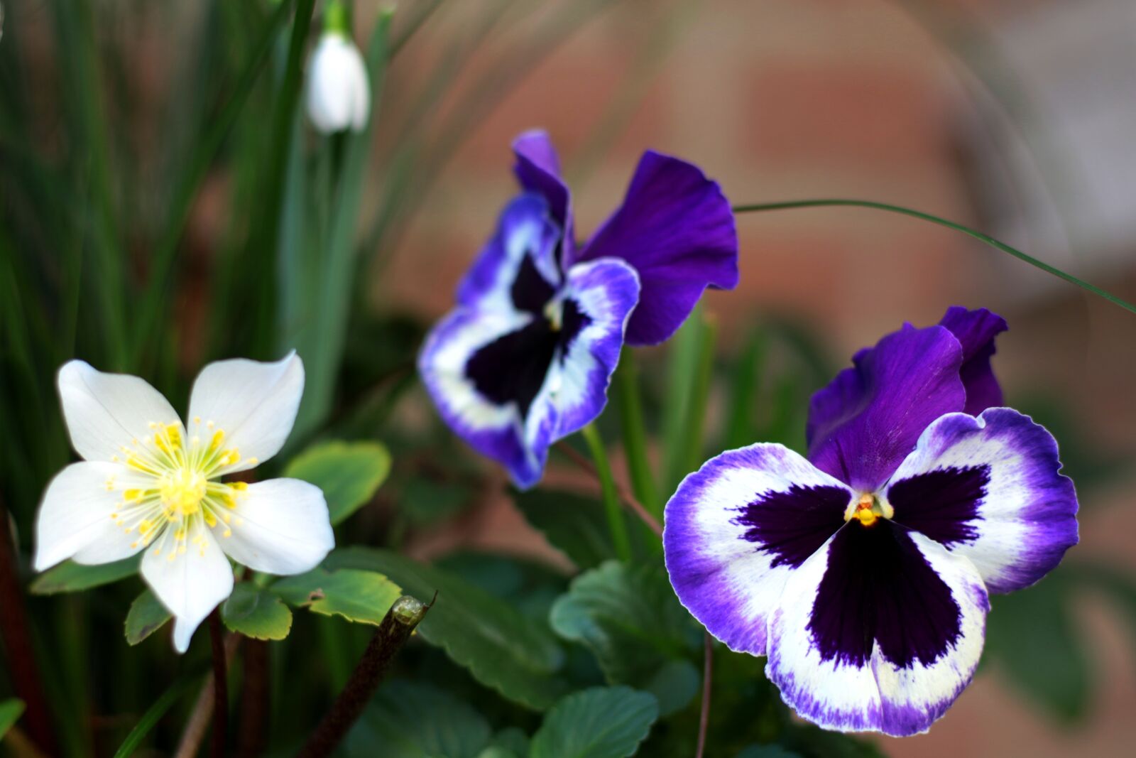 Canon EOS 7D Mark II sample photo. Violets, christmas rose, snowdrop photography