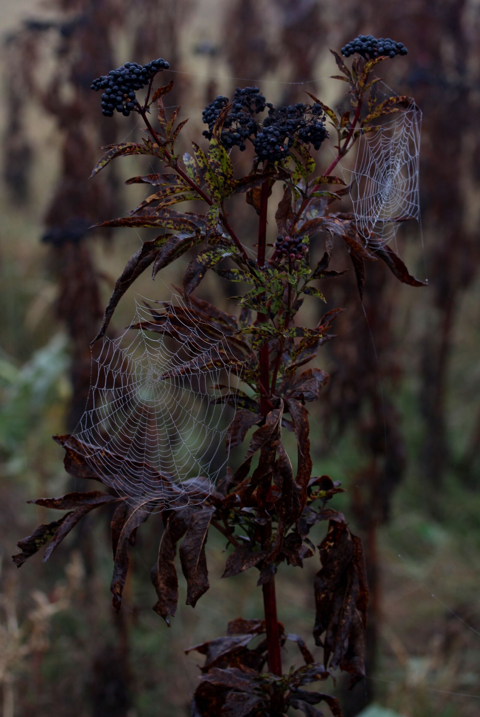 Canon EF-S 60mm F2.8 Macro USM sample photo. Spider web, wet, hooked photography