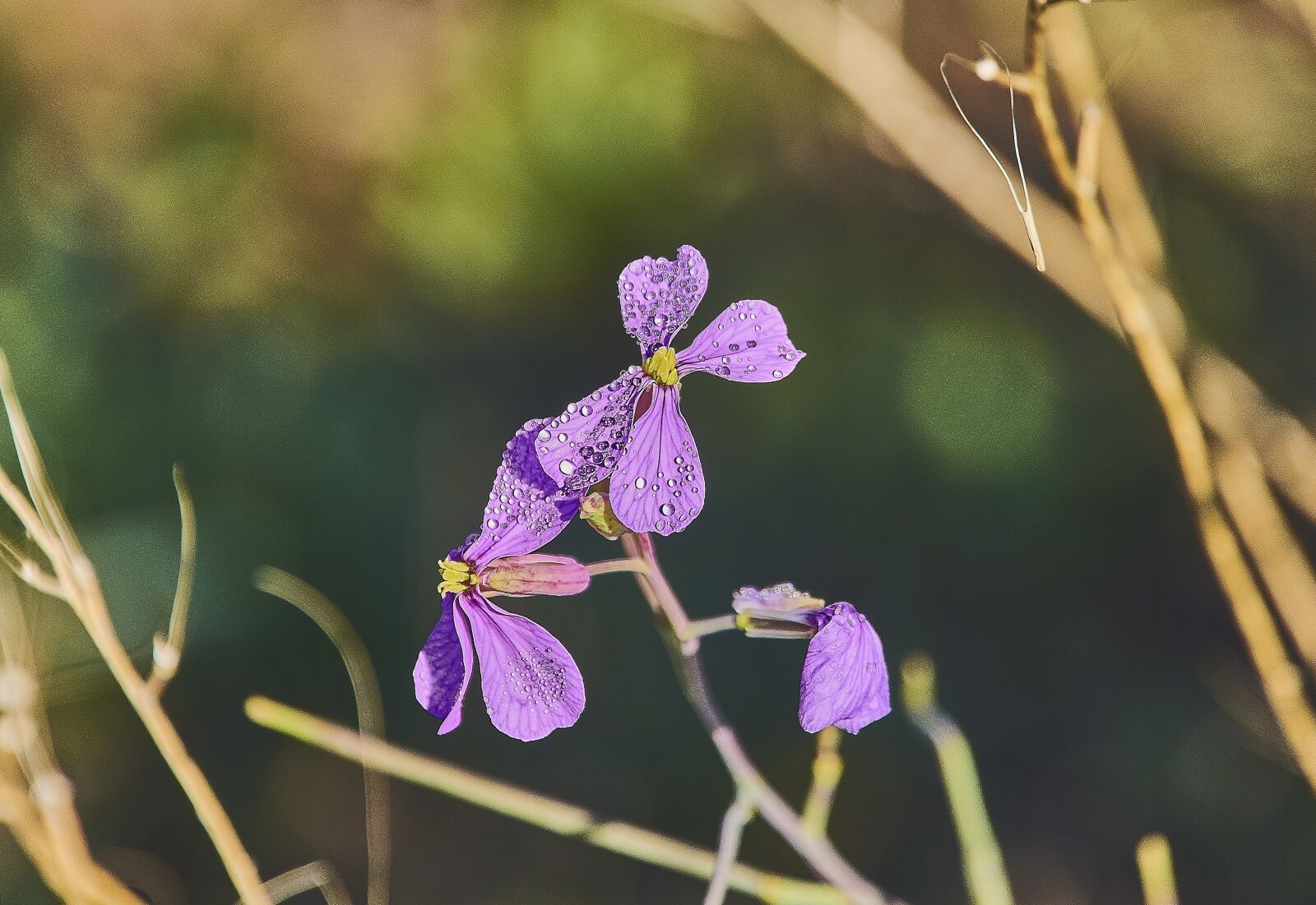 Nikon D7200 sample photo. Flower, shrubs, flowering photography