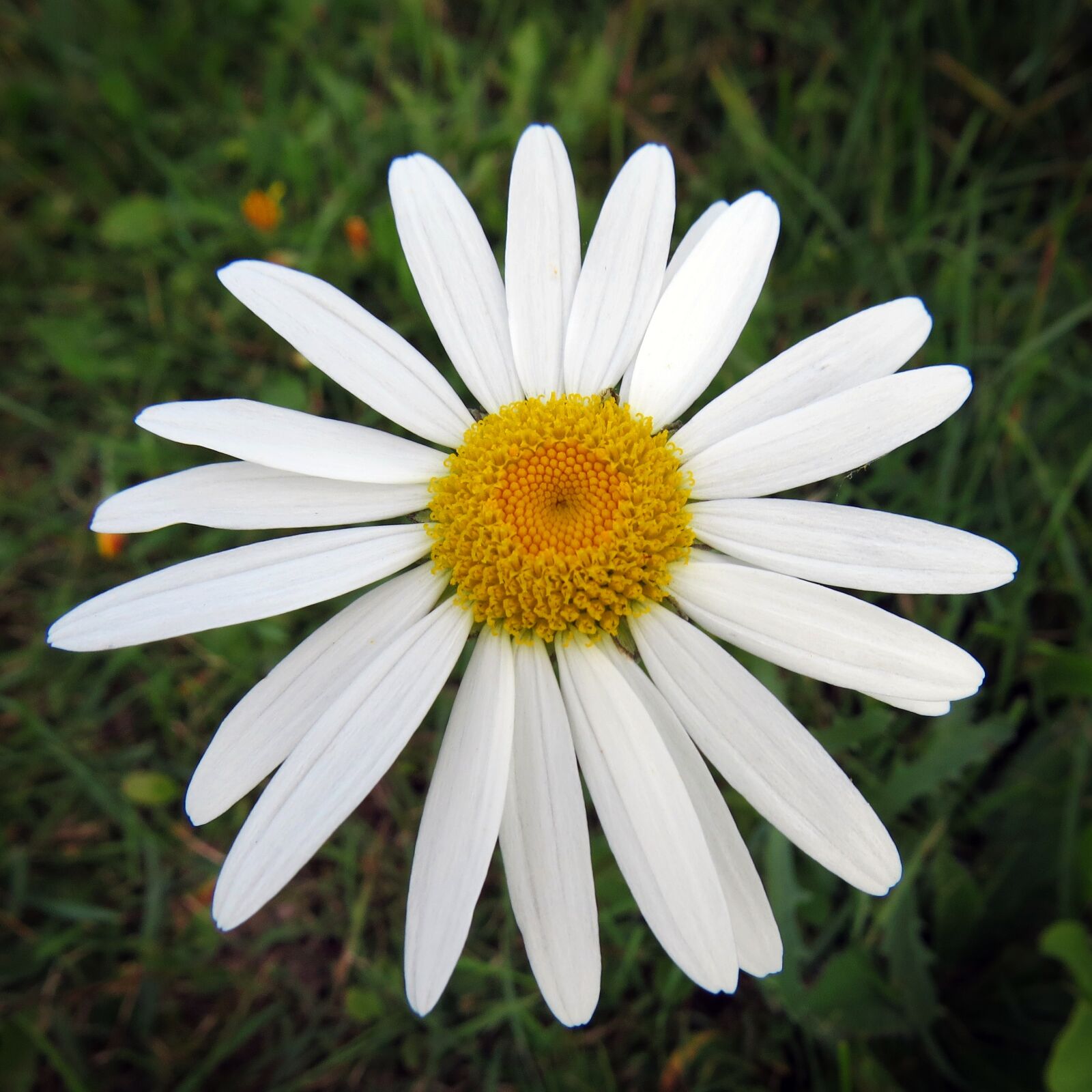 Canon PowerShot SX50 HS sample photo. Daisy, flower, wild photography