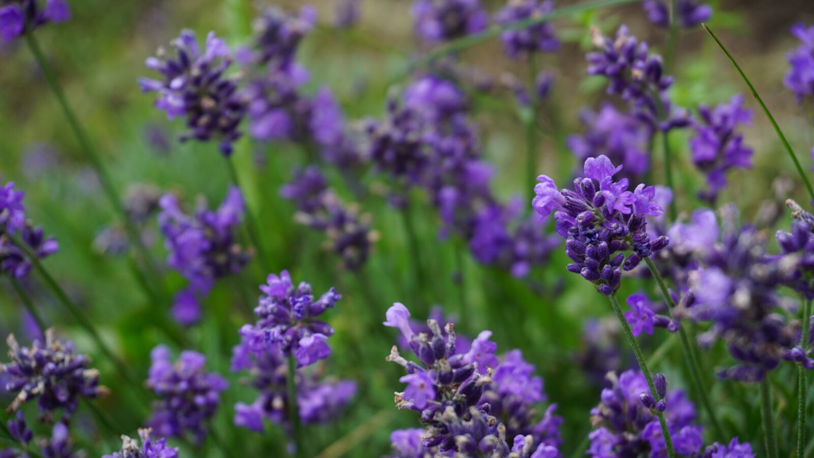 Sony E 16-50mm F3.5-5.6 PZ OSS sample photo. Lavender, flowers, nature photography