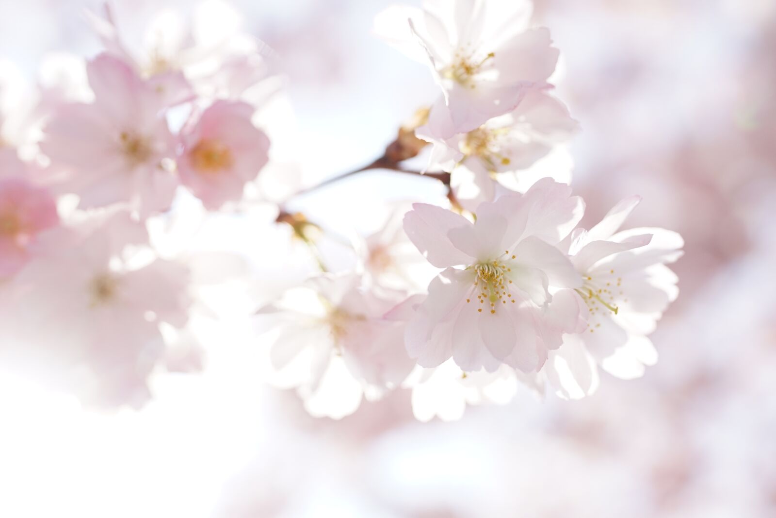 35mm F1.4 sample photo. Cherry blossoms, petals, nature photography