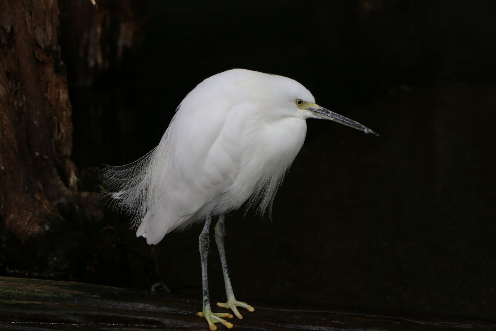Canon EOS 70D sample photo. White, bird, nature photography
