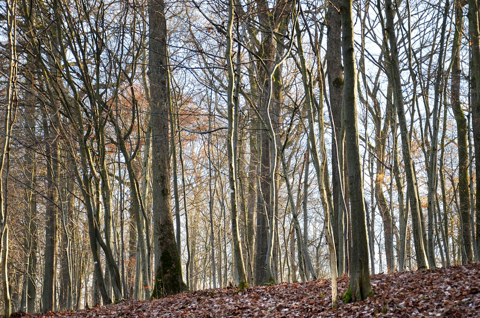 Nikon D5100 sample photo. Forest, trees, nature photography