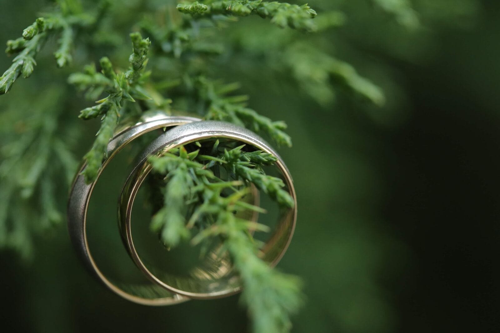 Canon EF 100mm F2.8 Macro USM sample photo. Close-up, conifers, gold, handmade photography