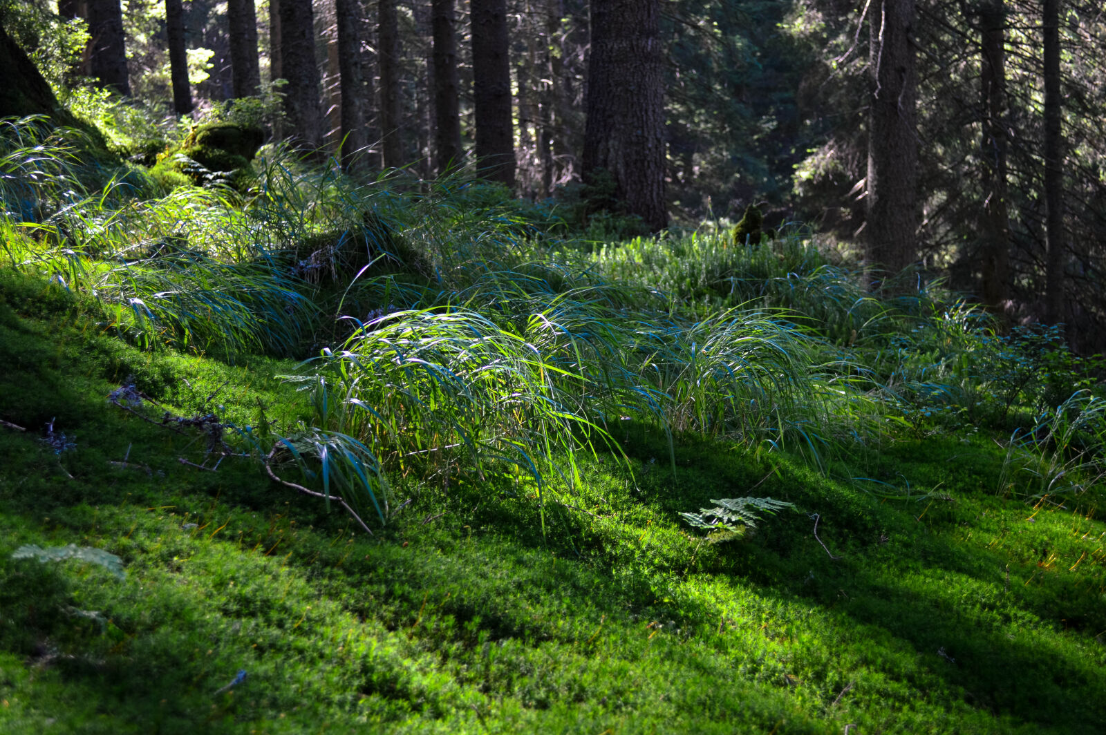 Nikon D3200 sample photo. Forest, wood, summer, hill photography