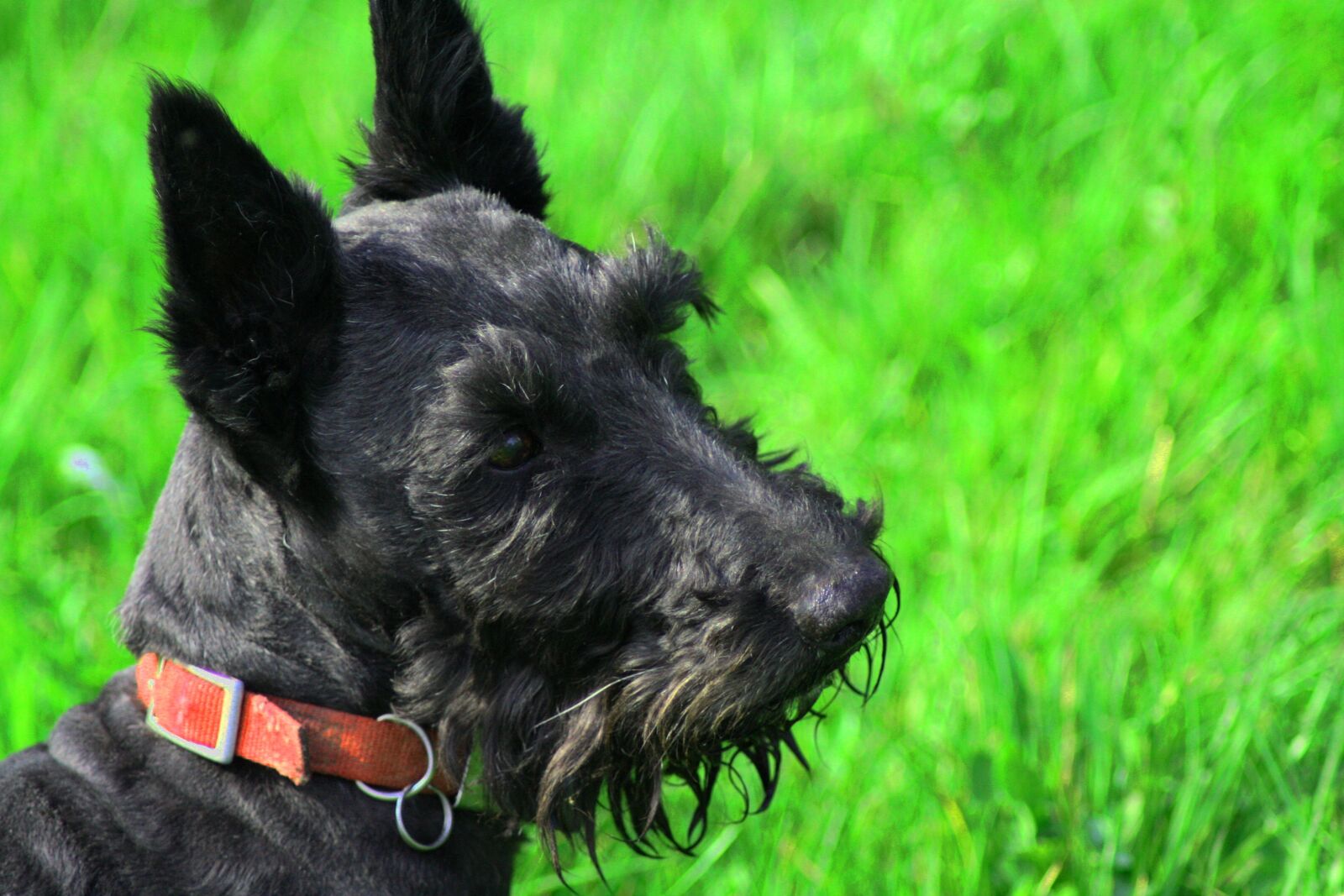 Canon EOS 350D (EOS Digital Rebel XT / EOS Kiss Digital N) sample photo. Scottish terrier, dog, scottie photography