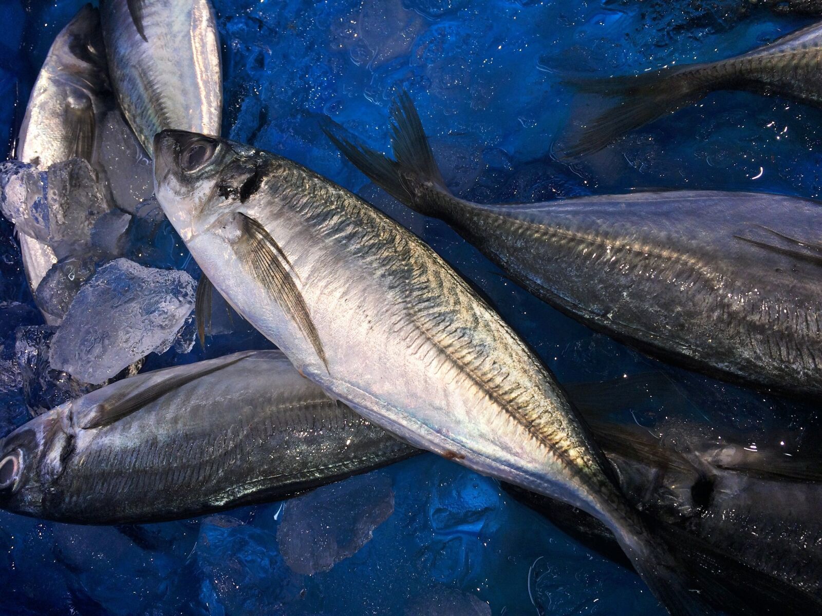 iPhone 5s back camera 4.15mm f/2.2 sample photo. Horse mackerel, ice, blue photography