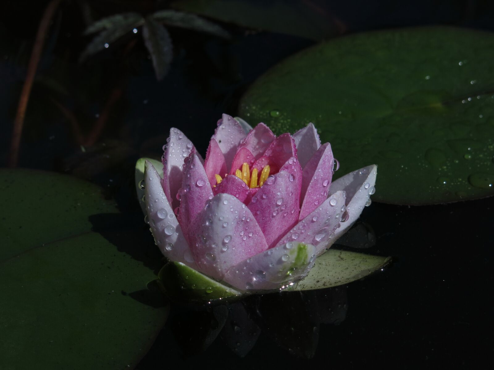Canon PowerShot G15 sample photo. Water lily, pink, flower photography