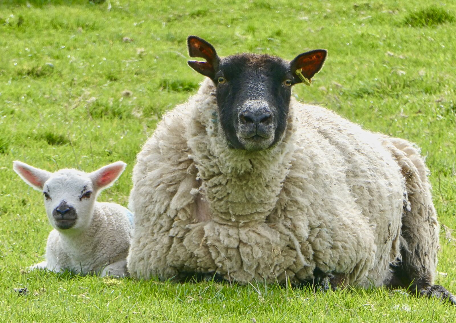Panasonic Lumix DC-ZS70 (Lumix DC-TZ90) sample photo. Ewe, sheep, lamb photography