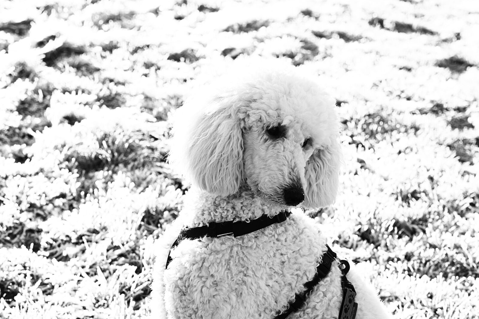 Canon EOS 7D Mark II sample photo. Dog, poodle, white photography