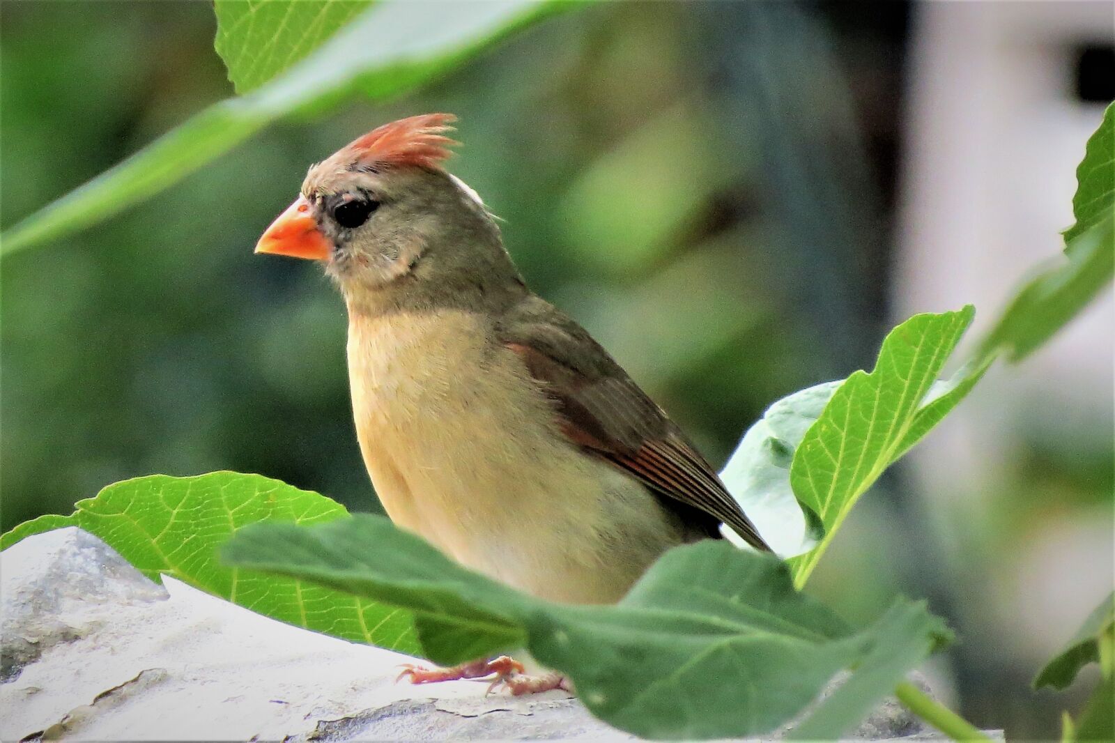 Canon PowerShot SX50 HS sample photo. Bird, colorful, wildlife photography