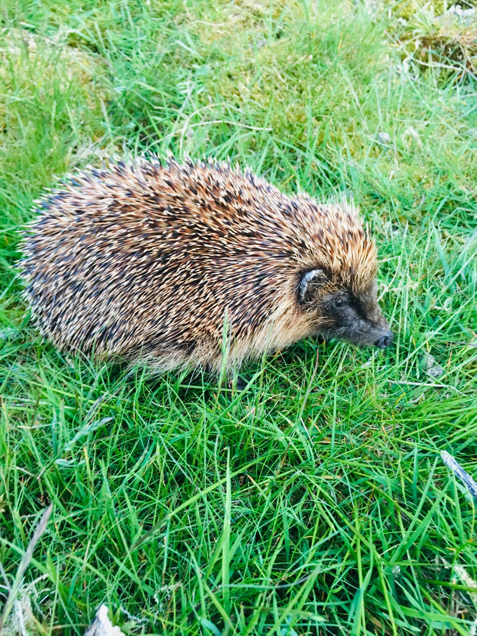 iPhone 6s back camera 4.15mm f/2.2 sample photo. Hedgehog, mammal, wild animal photography