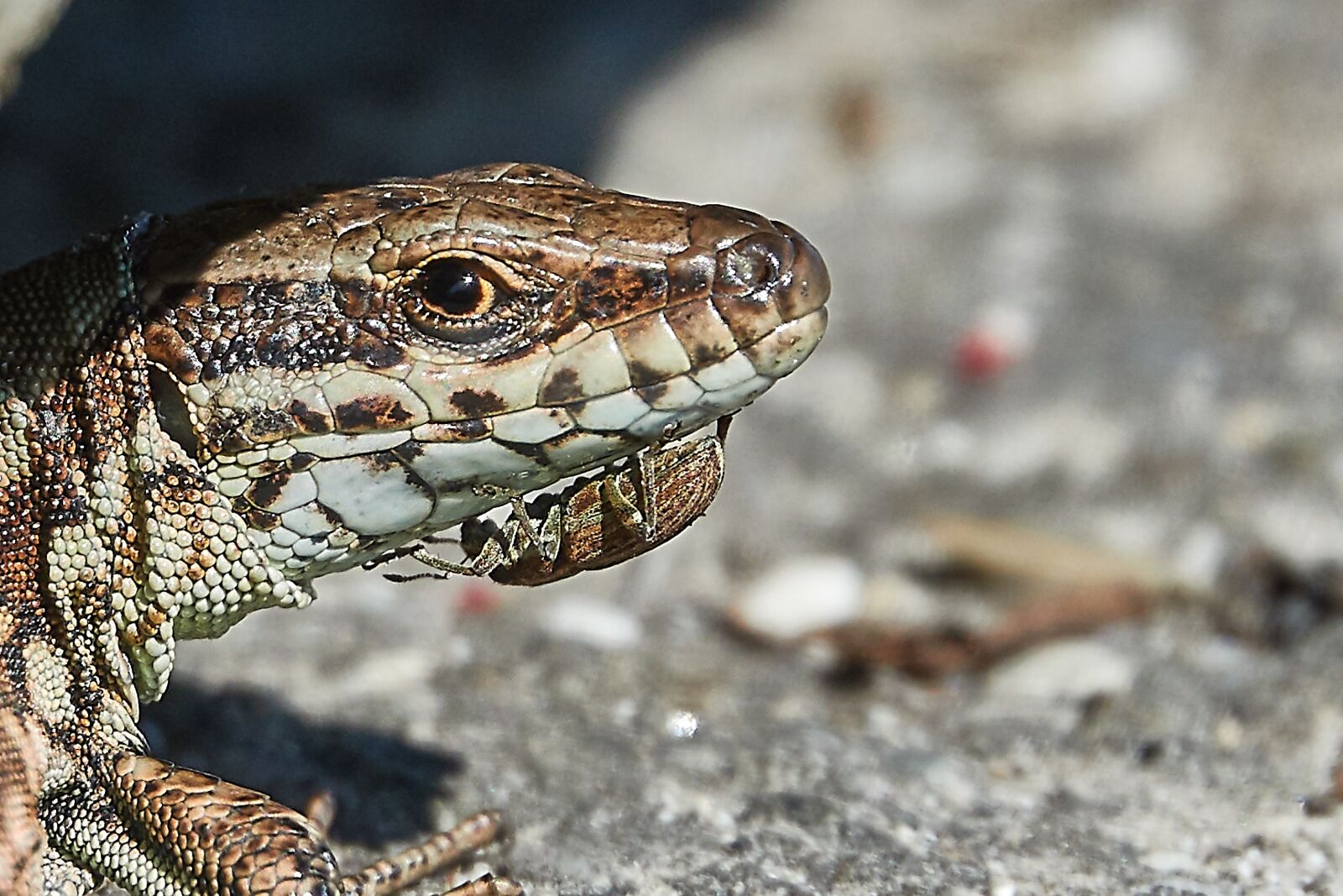 Sony Cyber-shot DSC-RX10 IV sample photo. Lizard, beetle, reptile photography