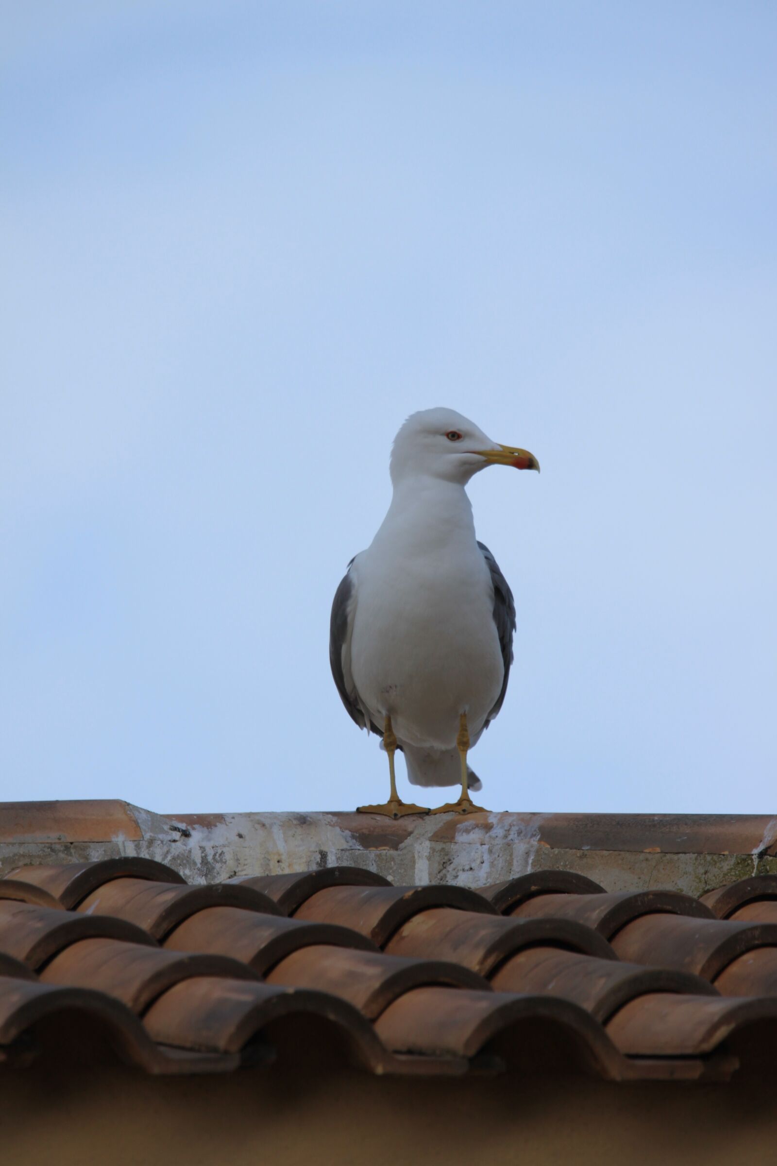 Canon EOS 500D (EOS Rebel T1i / EOS Kiss X3) sample photo. Seagull, seevogel, water bird photography