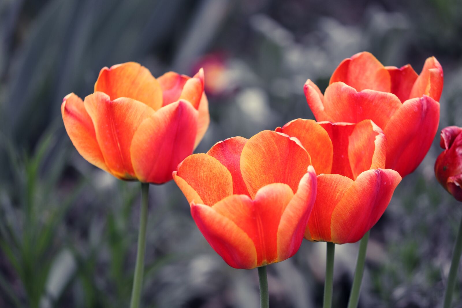Canon EOS 200D (EOS Rebel SL2 / EOS Kiss X9) sample photo. Tulips, red yellow, red photography