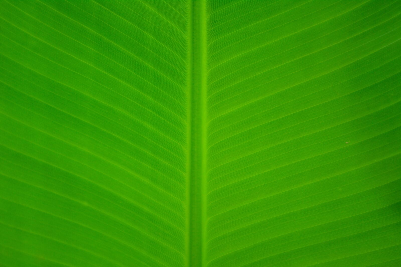 Nikon D5200 sample photo. Banana, leave, green photography
