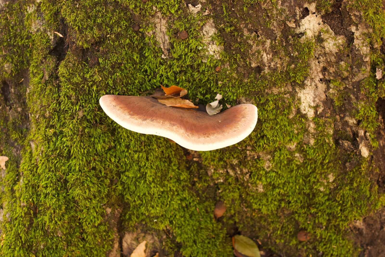 Nikon D80 sample photo. Mushroom, nature, fungus photography