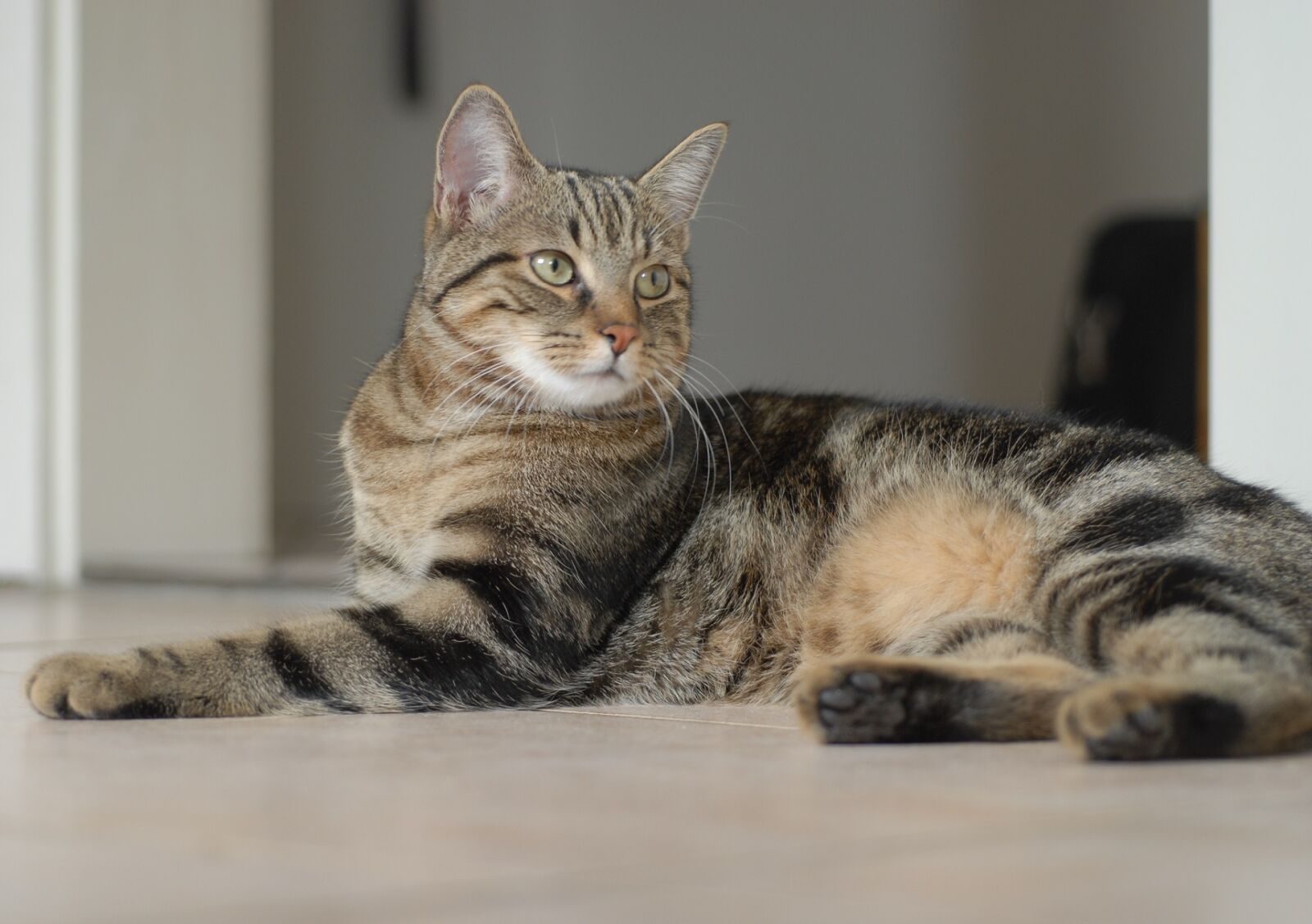 Nikon D200 sample photo. Cat, feline, european shorthair photography