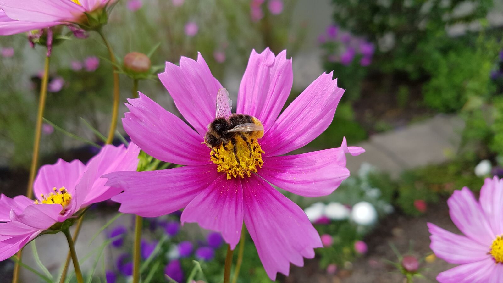 Samsung Galaxy S7 sample photo. Nature, flower, summer photography