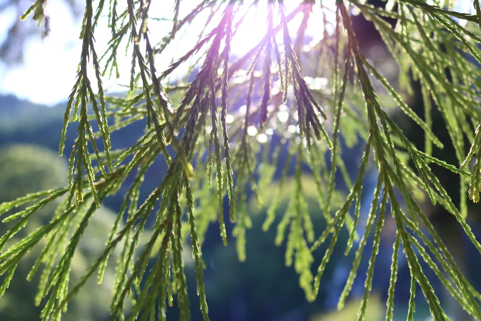 Canon EOS 750D (EOS Rebel T6i / EOS Kiss X8i) sample photo. Light, nature, trees photography