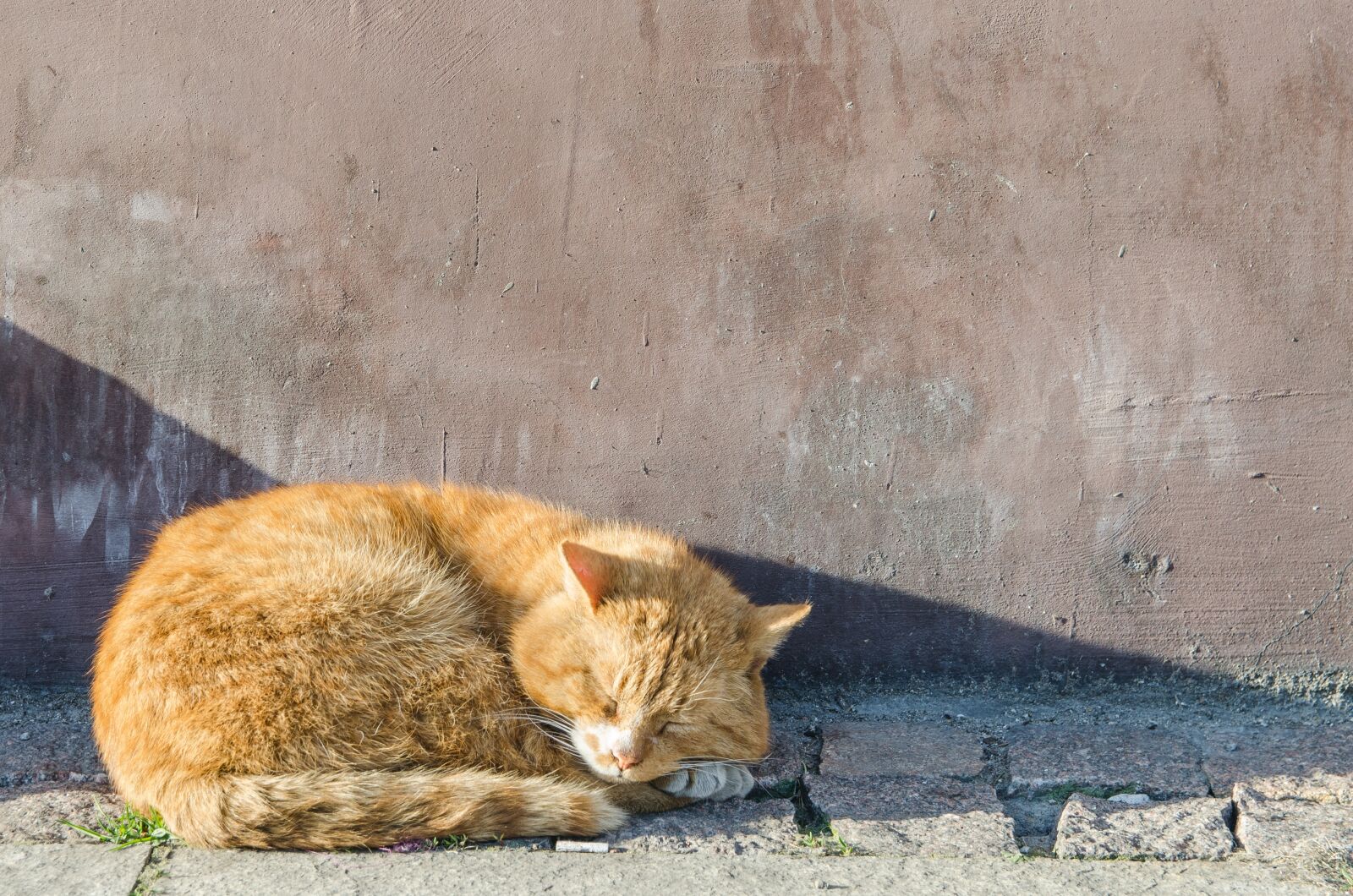Nikon D5100 sample photo. Cat, peace of mind photography