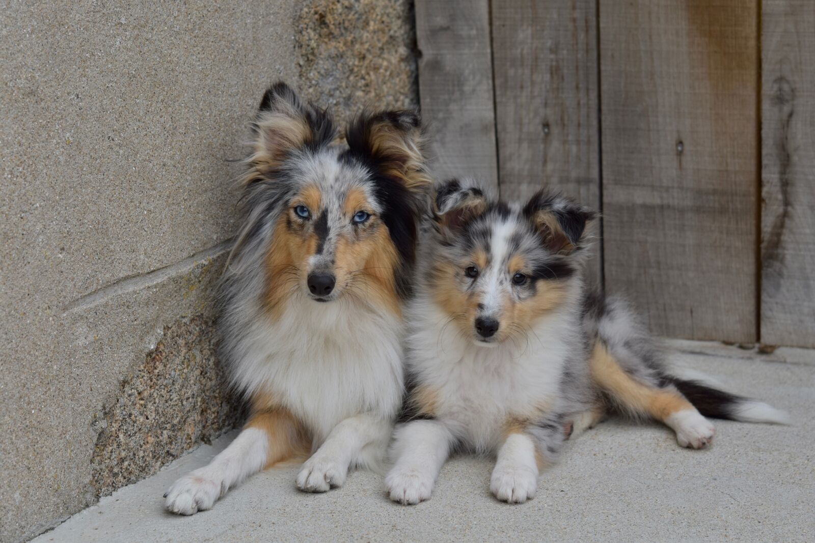 Nikon D5600 sample photo. Dogs, bitches, the female photography