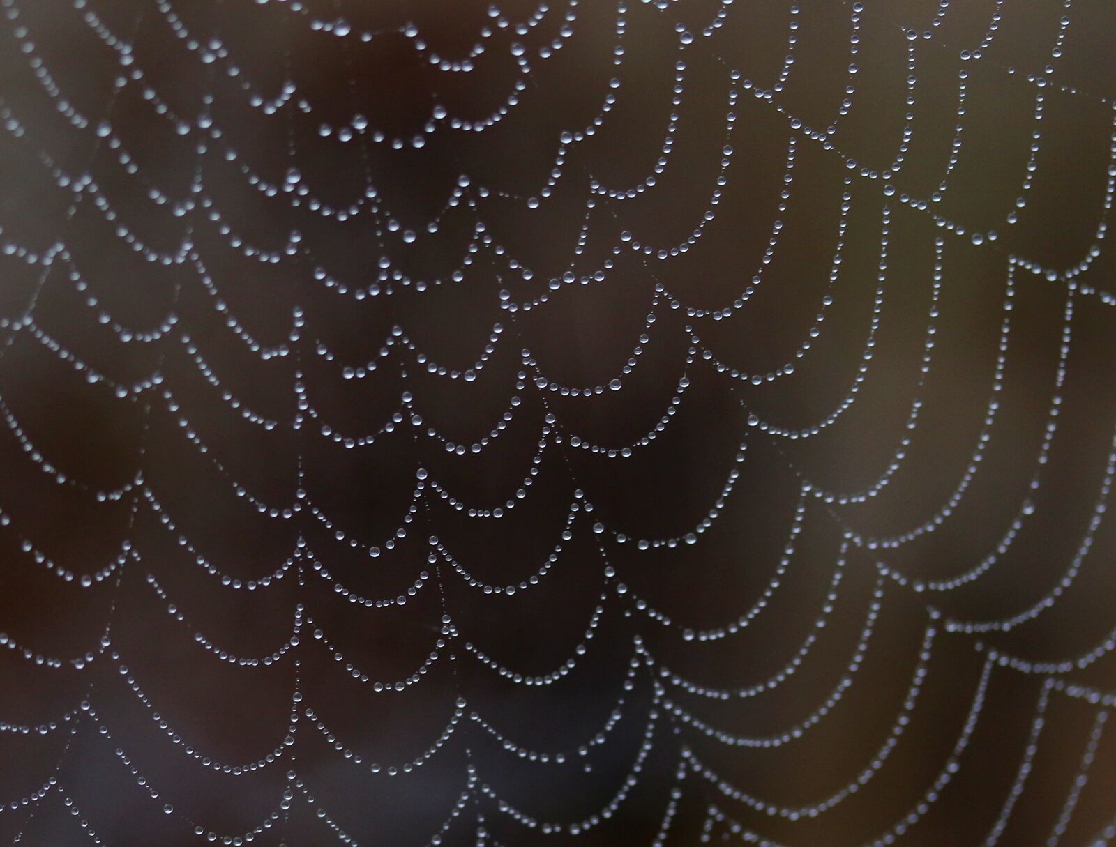 Canon EF-S 60mm F2.8 Macro USM sample photo. Spider web, drops, water photography