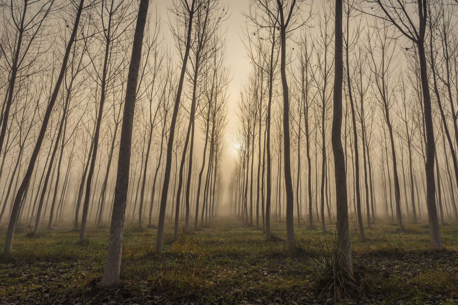 Nikon D750 sample photo. Fog, tree, landscape photography