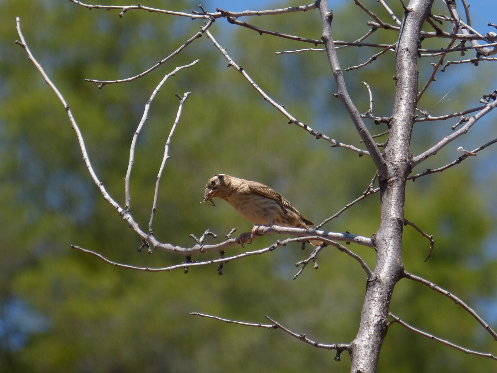 Panasonic DMC-FZ62 sample photo. Bird, corn bunting, cruixidell photography