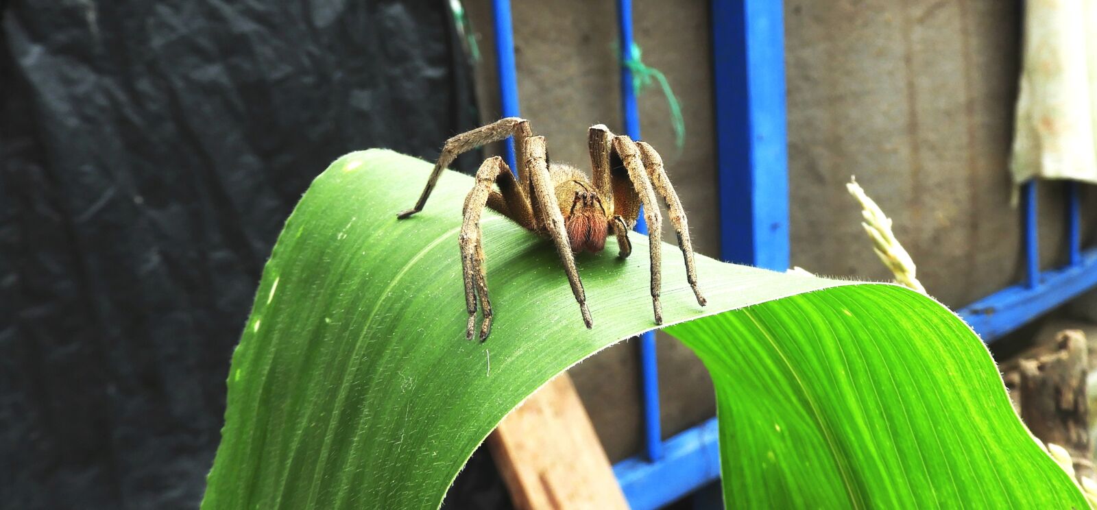 Nikon Coolpix B700 sample photo. Nature, garden, spider photography