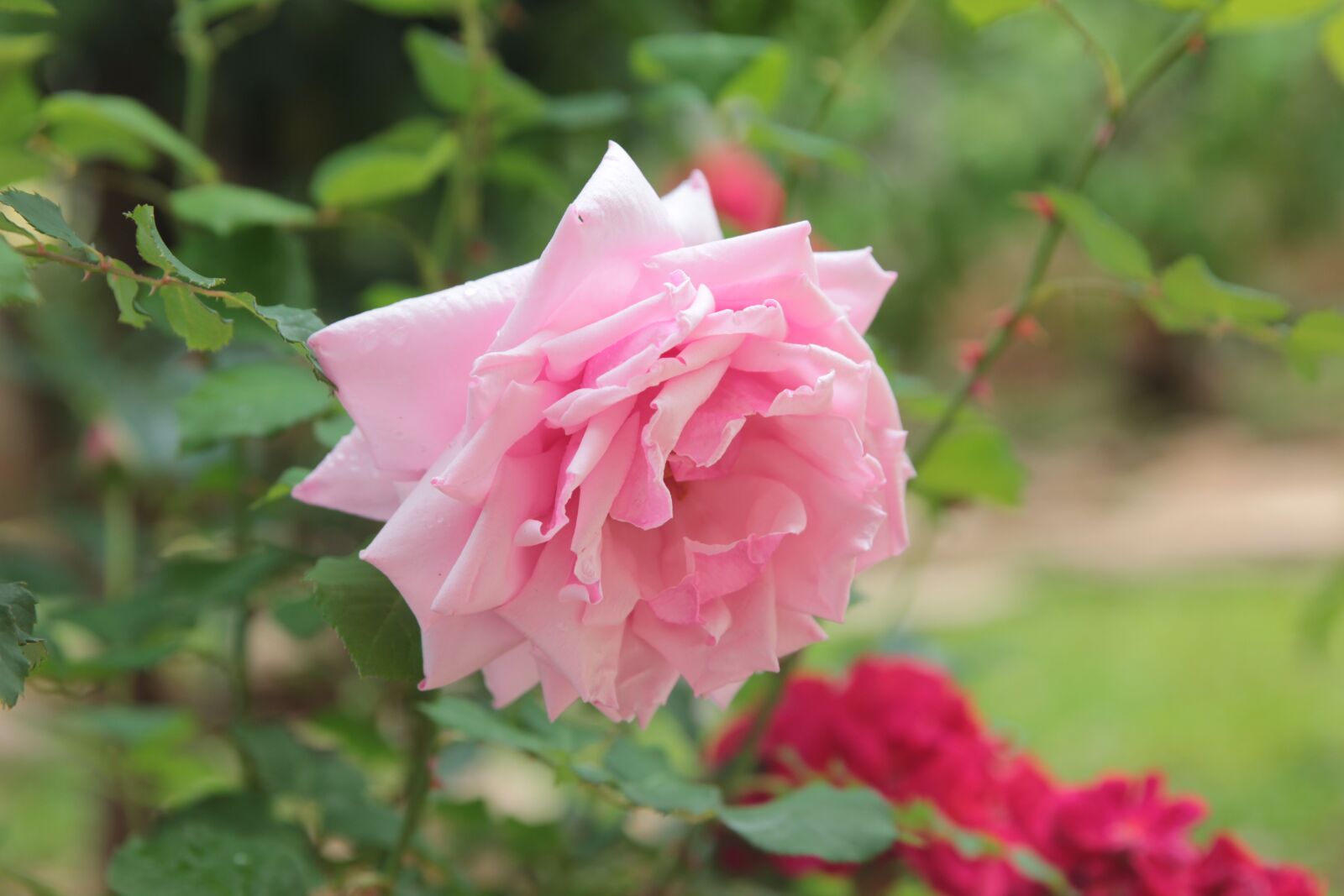 Canon EOS 550D (EOS Rebel T2i / EOS Kiss X4) sample photo. Rose, roses, flower photography