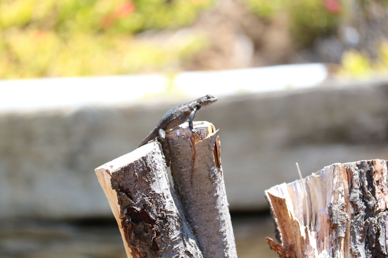 Canon EOS 750D (EOS Rebel T6i / EOS Kiss X8i) + Canon EF-S 55-250mm F4-5.6 IS STM sample photo. Daylight, lizard, tree, stump photography
