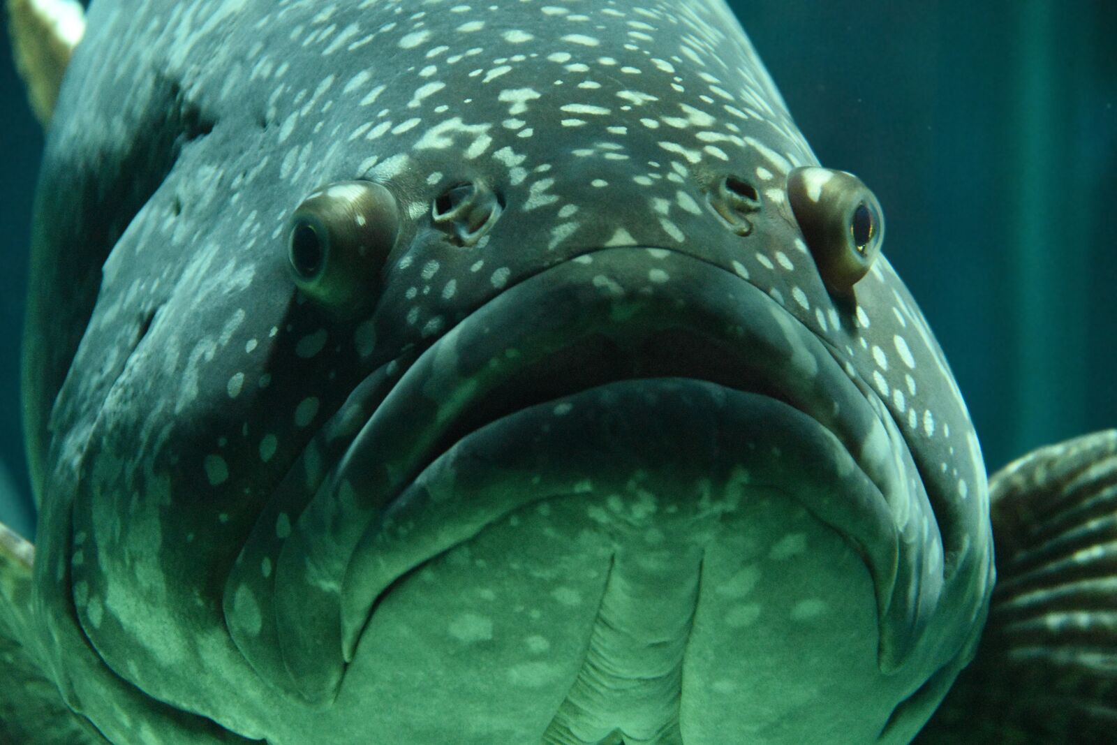 Nikon D7200 sample photo. Fish, aquarium, school of photography