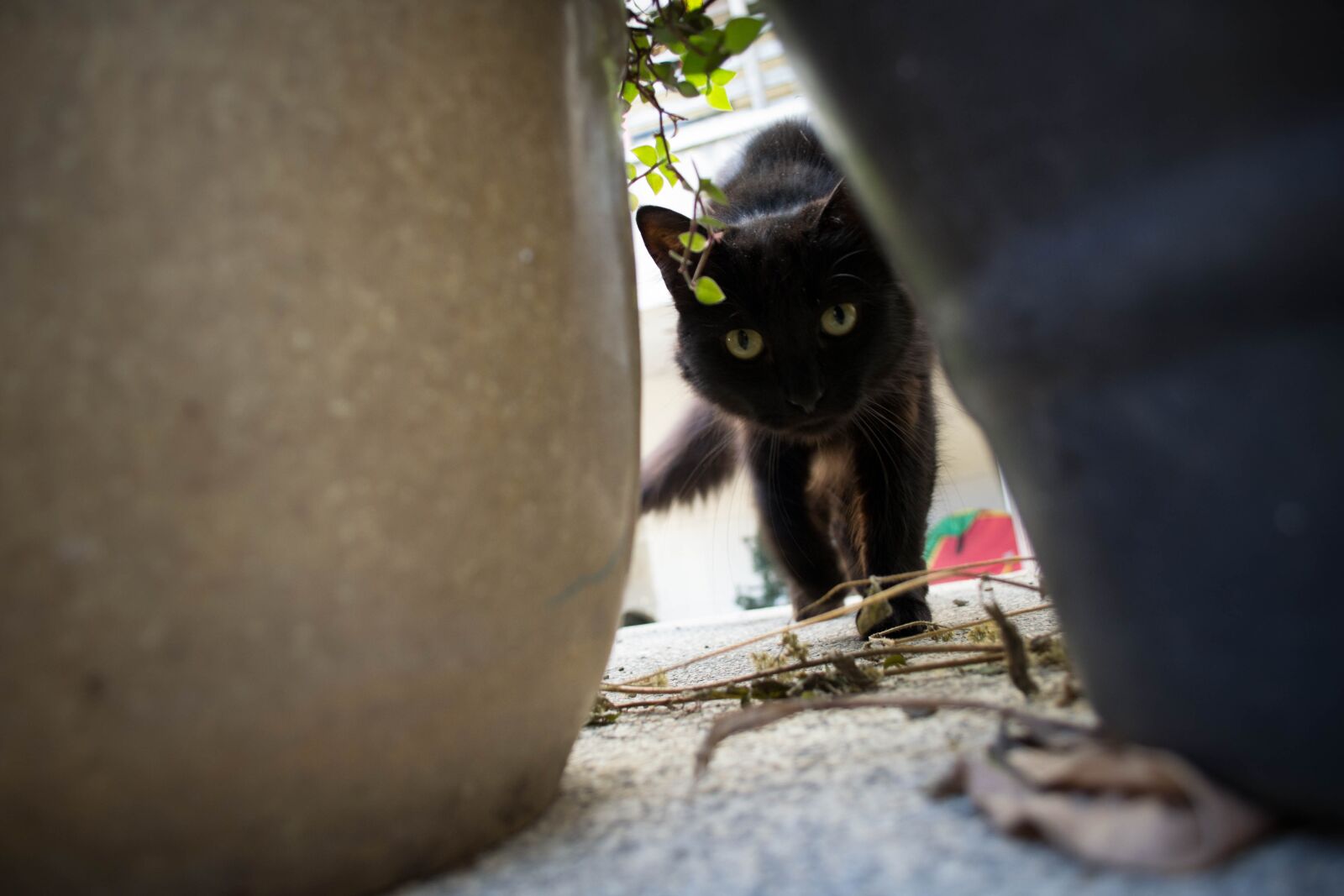 Nikon D3100 sample photo. Gato, cat, pet photography