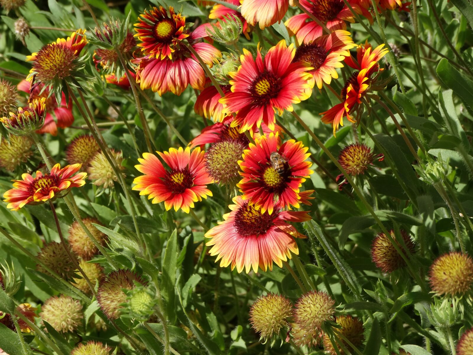 Sony Cyber-shot DSC-HX300 sample photo. Wildflowers, desert, blooming photography