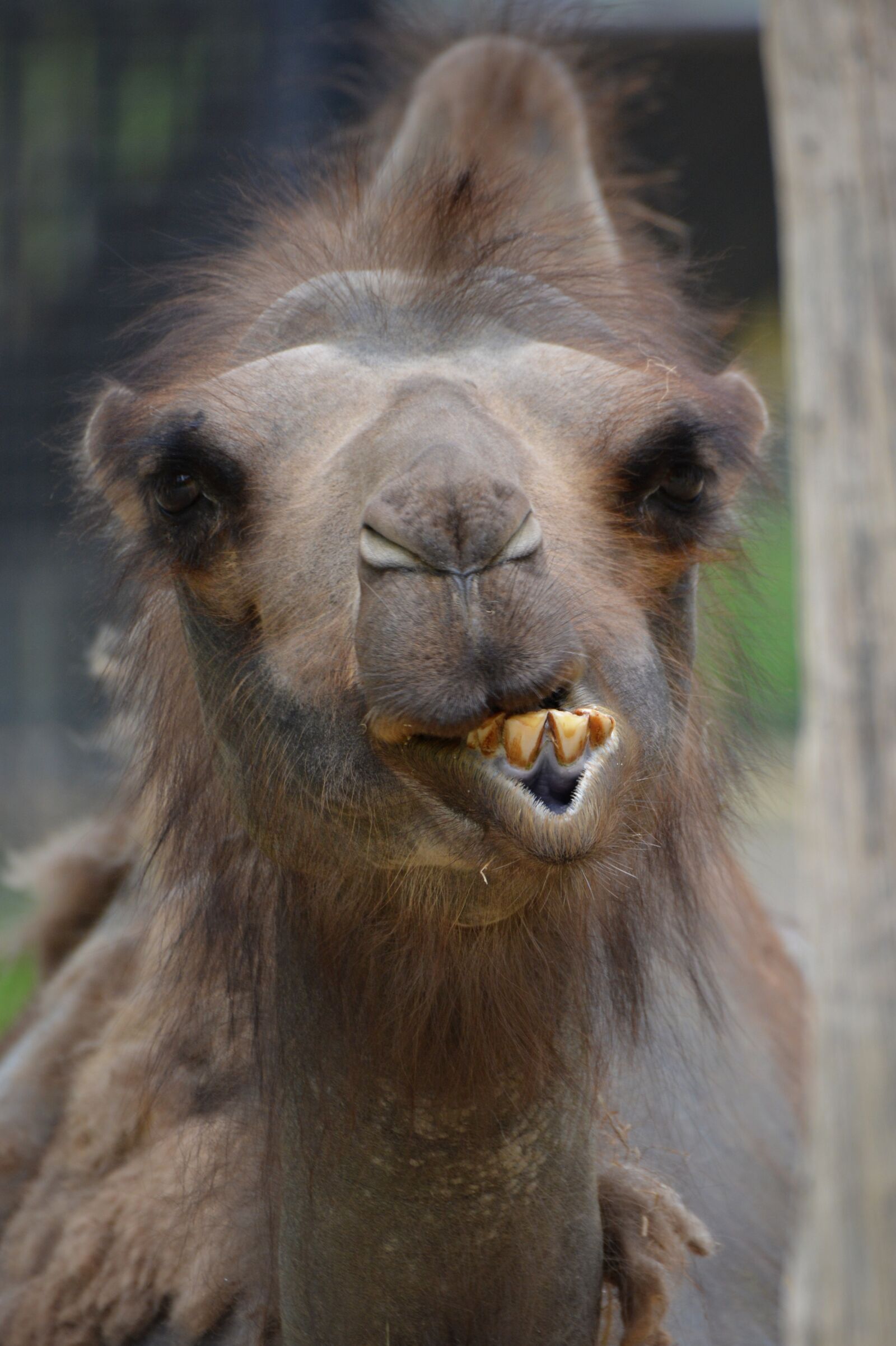 Nikon D5200 sample photo. Camel, animal, mammal photography