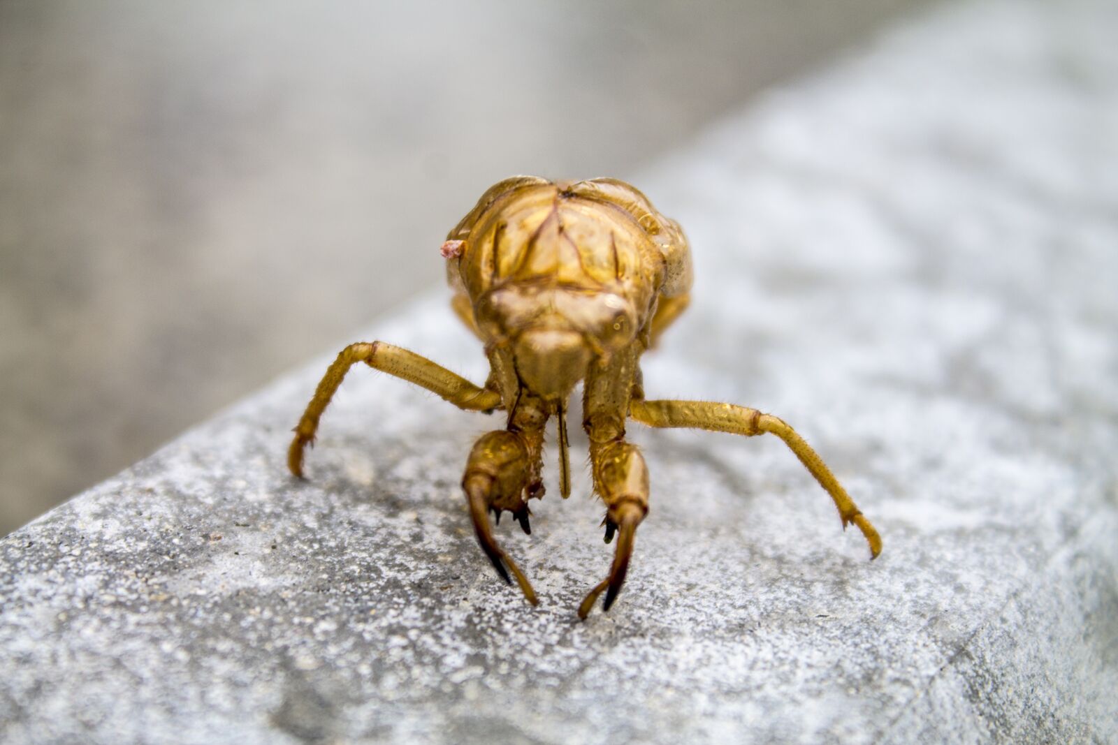 Canon EOS 1100D (EOS Rebel T3 / EOS Kiss X50) sample photo. Bug, macro, skin photography