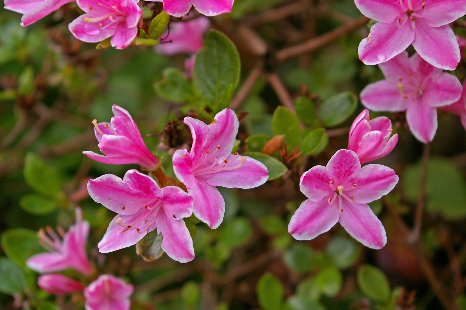 Pentax *ist DL2 sample photo. Azalea, garden, ornamental shrub photography