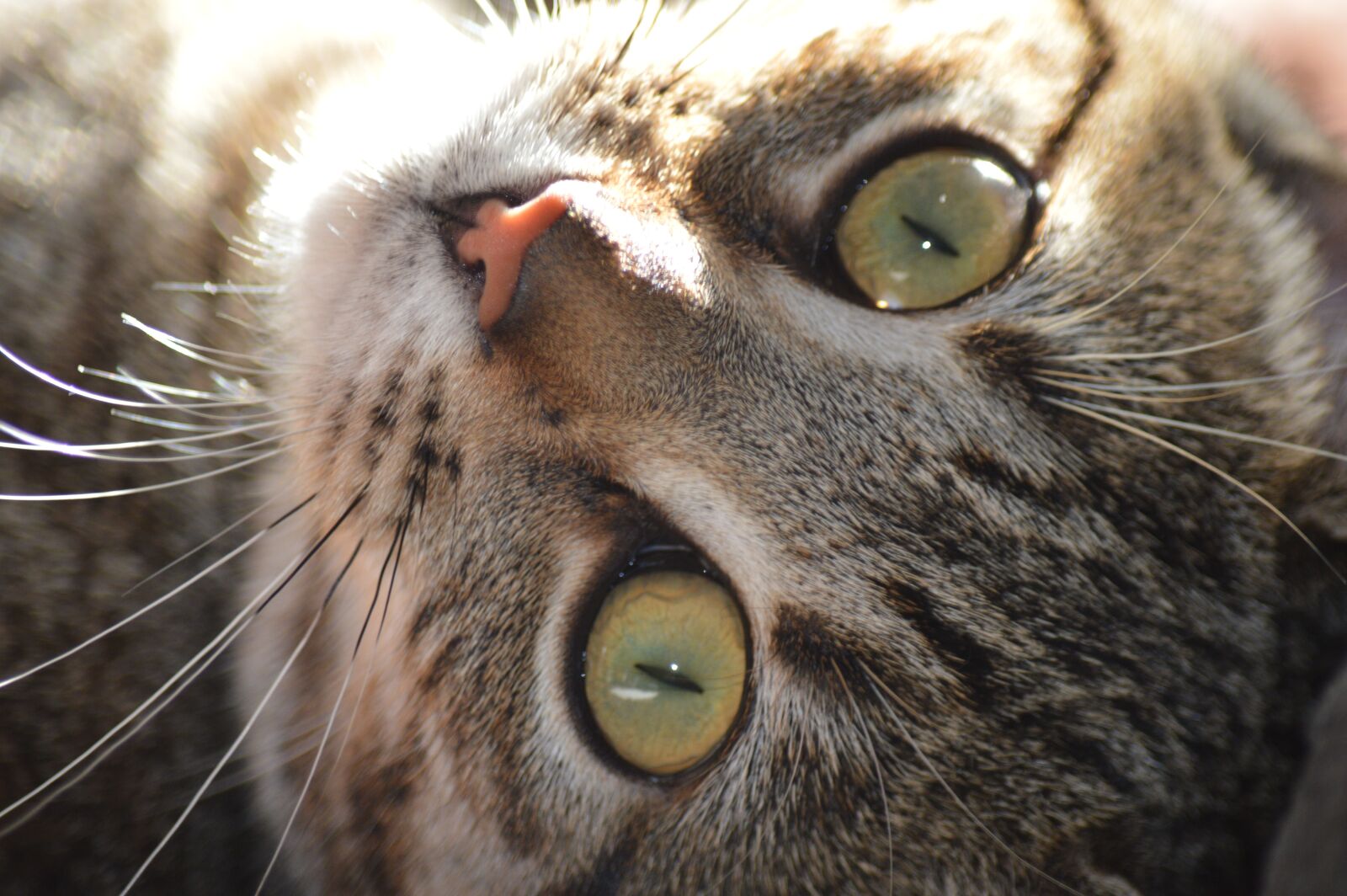 Nikon D3200 sample photo. Cat, closeup, eyes photography