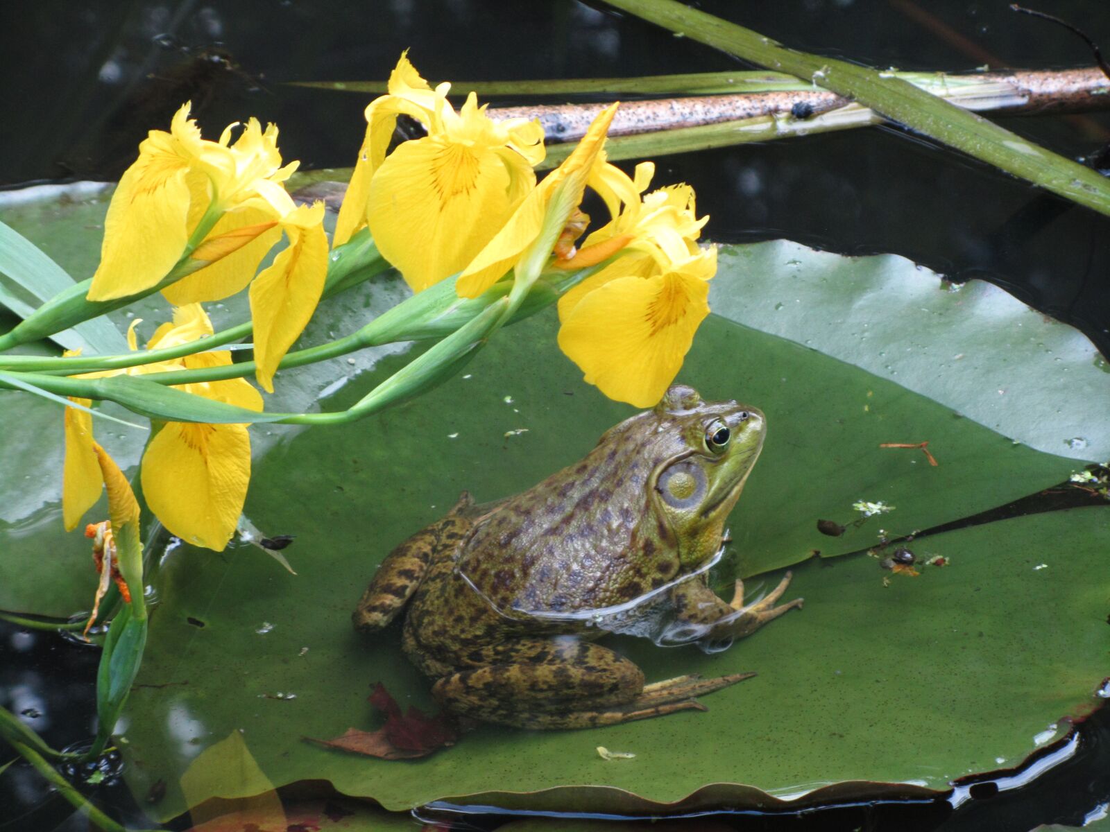 Canon PowerShot SX210 IS sample photo. Frog, lily pad, water photography